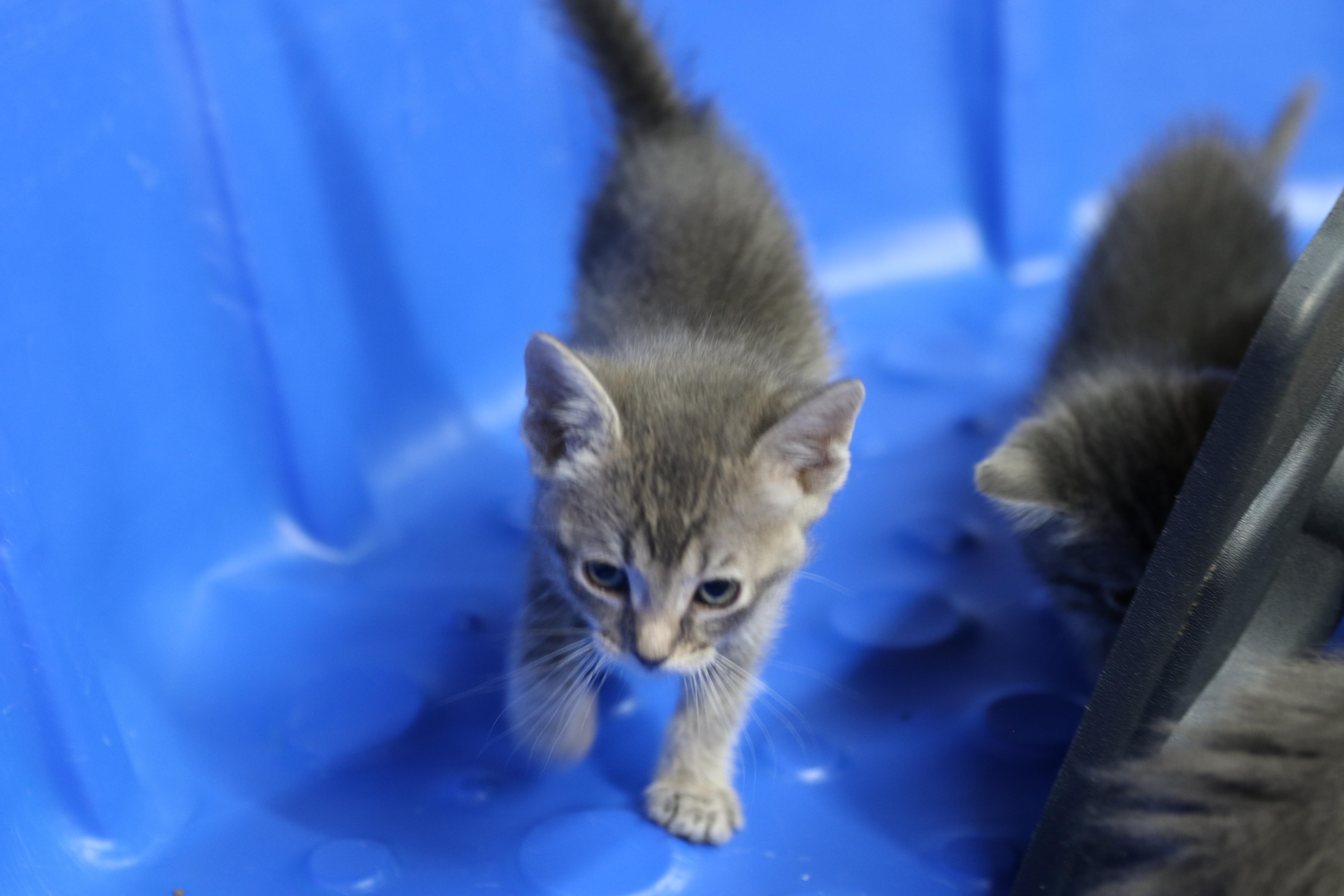 Echo, an adoptable Tabby in Cut Bank, MT, 59427 | Photo Image 2