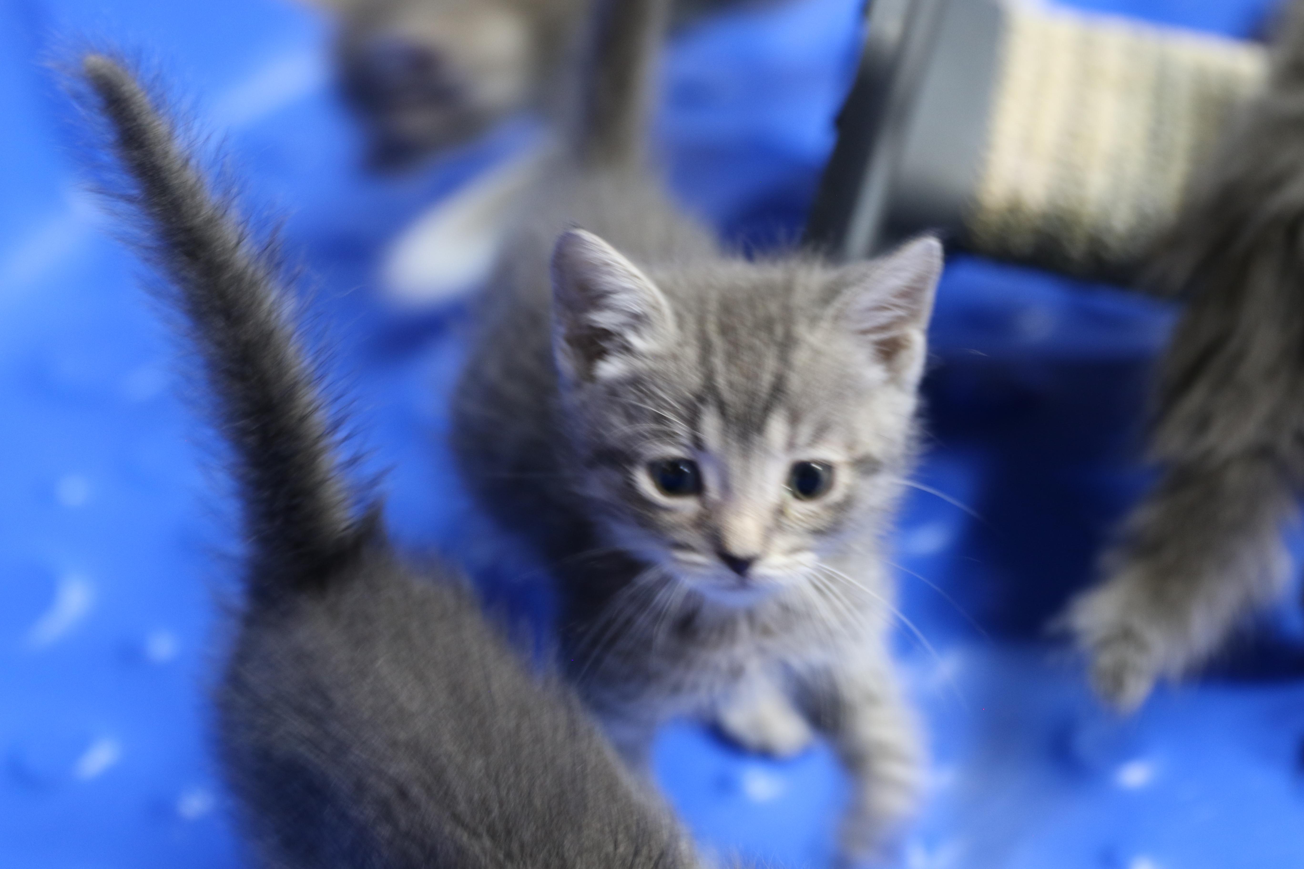 Echo, an adoptable Tabby in Cut Bank, MT, 59427 | Photo Image 4