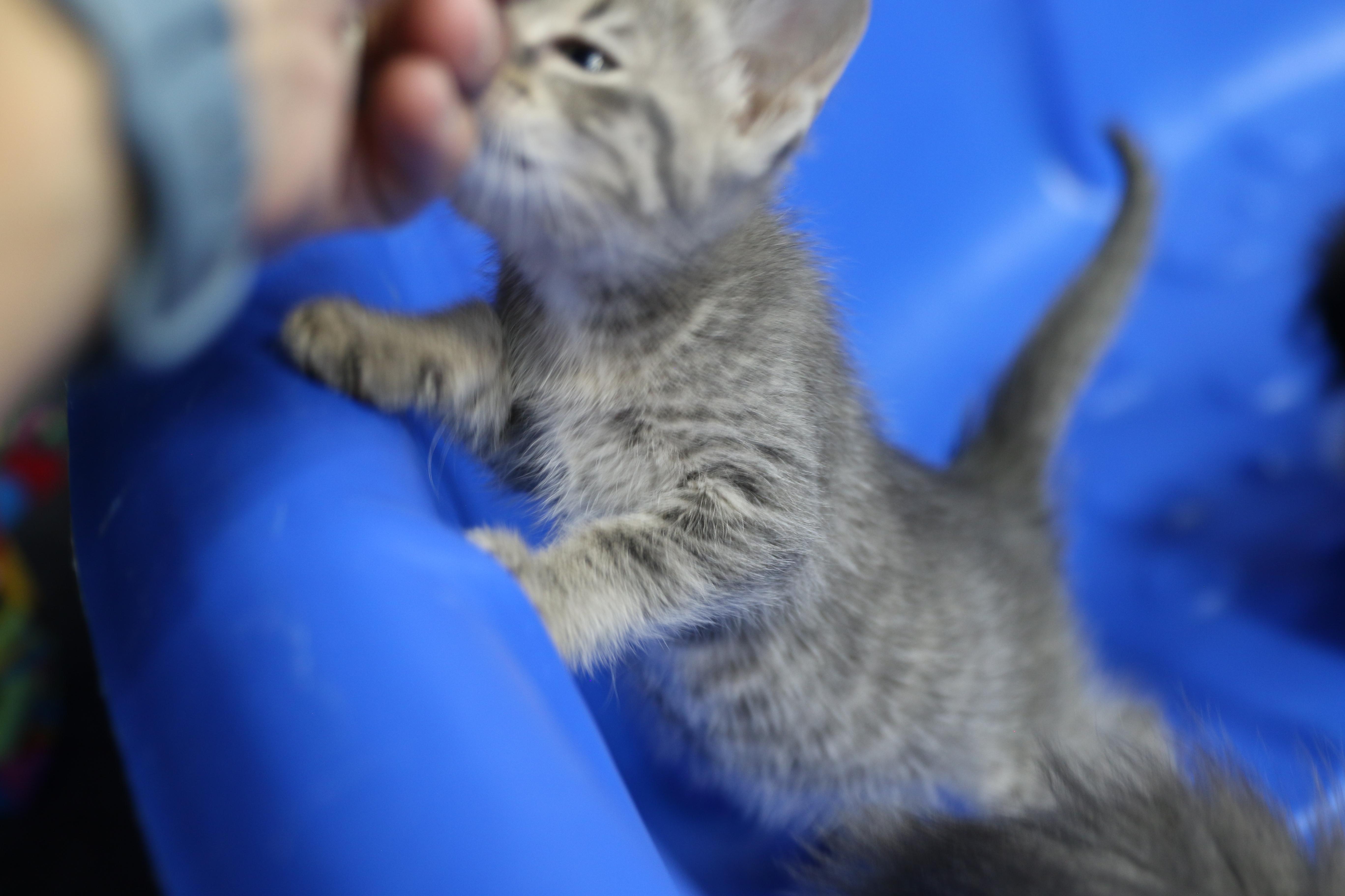 Echo, an adoptable Tabby in Cut Bank, MT, 59427 | Photo Image 3