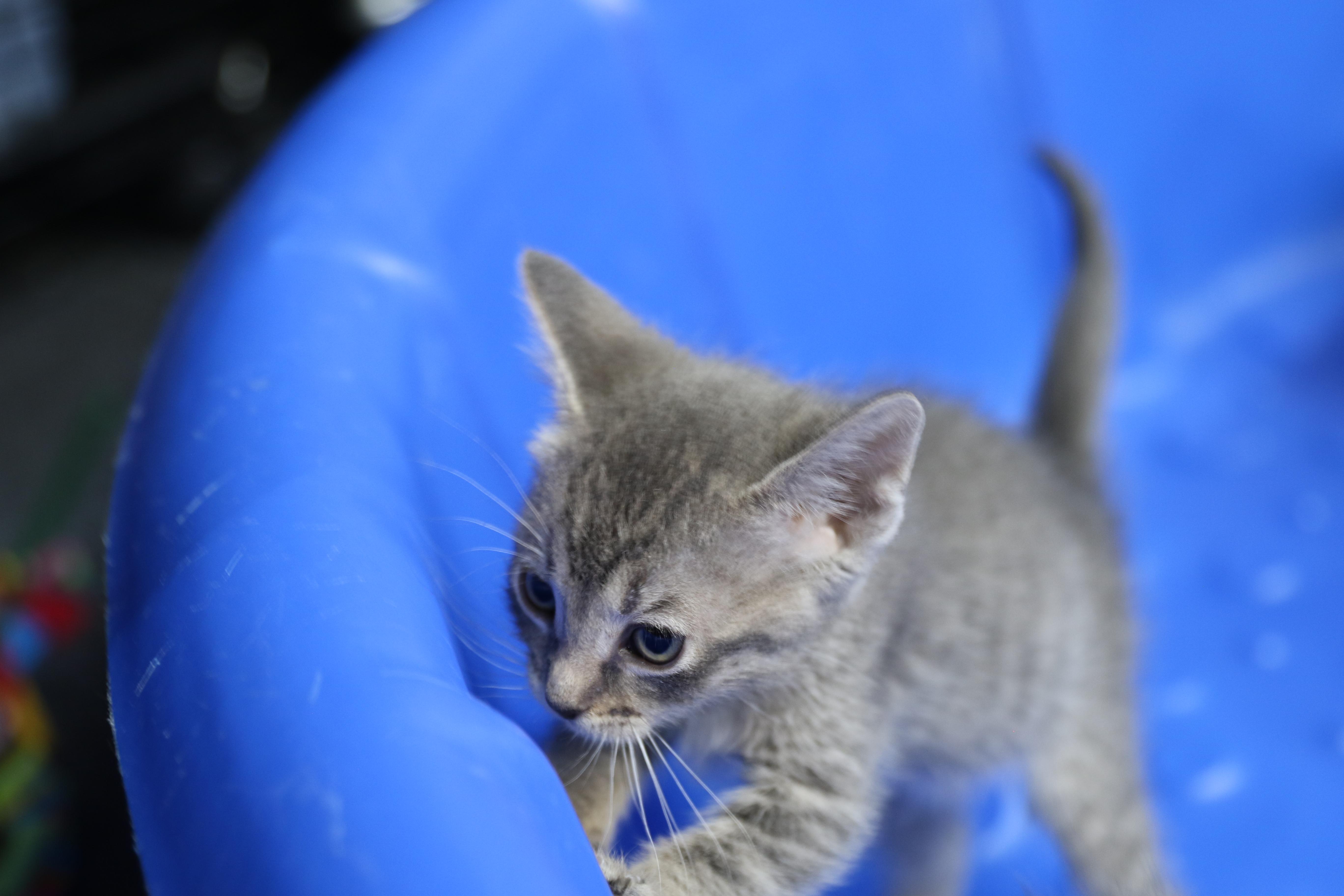Echo, an adoptable Tabby in Cut Bank, MT, 59427 | Photo Image 5