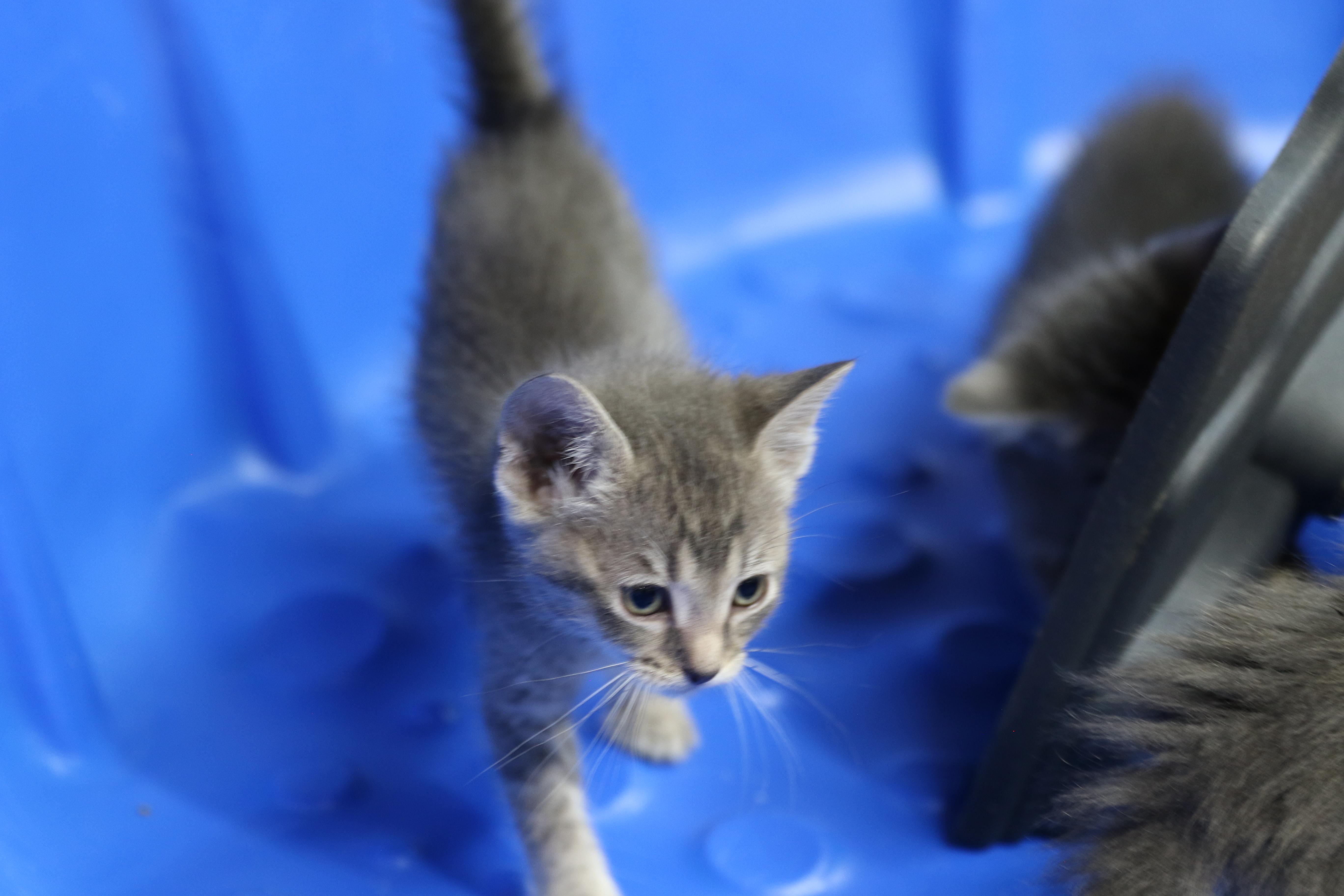 Echo, an adoptable Tabby in Cut Bank, MT, 59427 | Photo Image 6