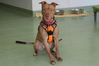 River, Adoptable, Adult Female Pit Bull Terrier & Mixed Breed.