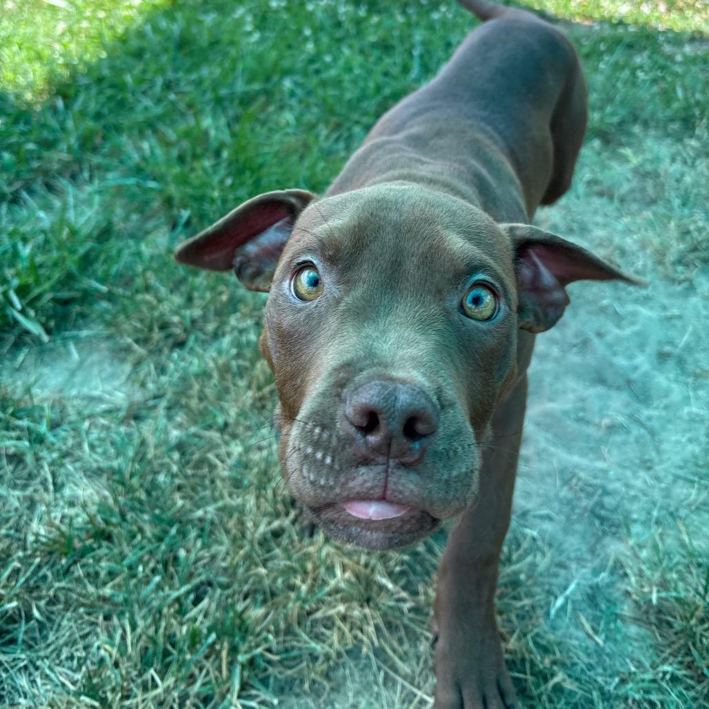 Rome, Adoptable, Puppy Male Pit Bull Terrier.