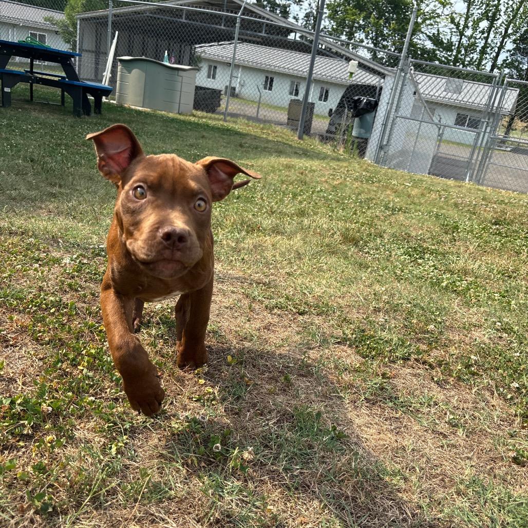 Rome, a Adoptable Pit Bull Terrier in Roxboro, NC image 2/6