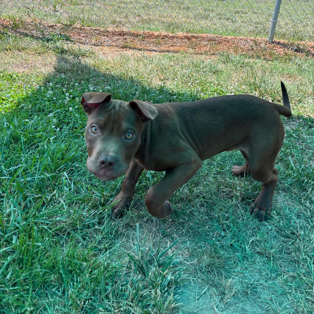 Rome, a Adoptable Pit Bull Terrier in Roxboro, NC image 3/6