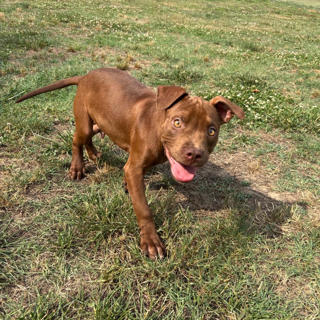 Rome, a Adoptable Pit Bull Terrier in Roxboro, NC image 4/6