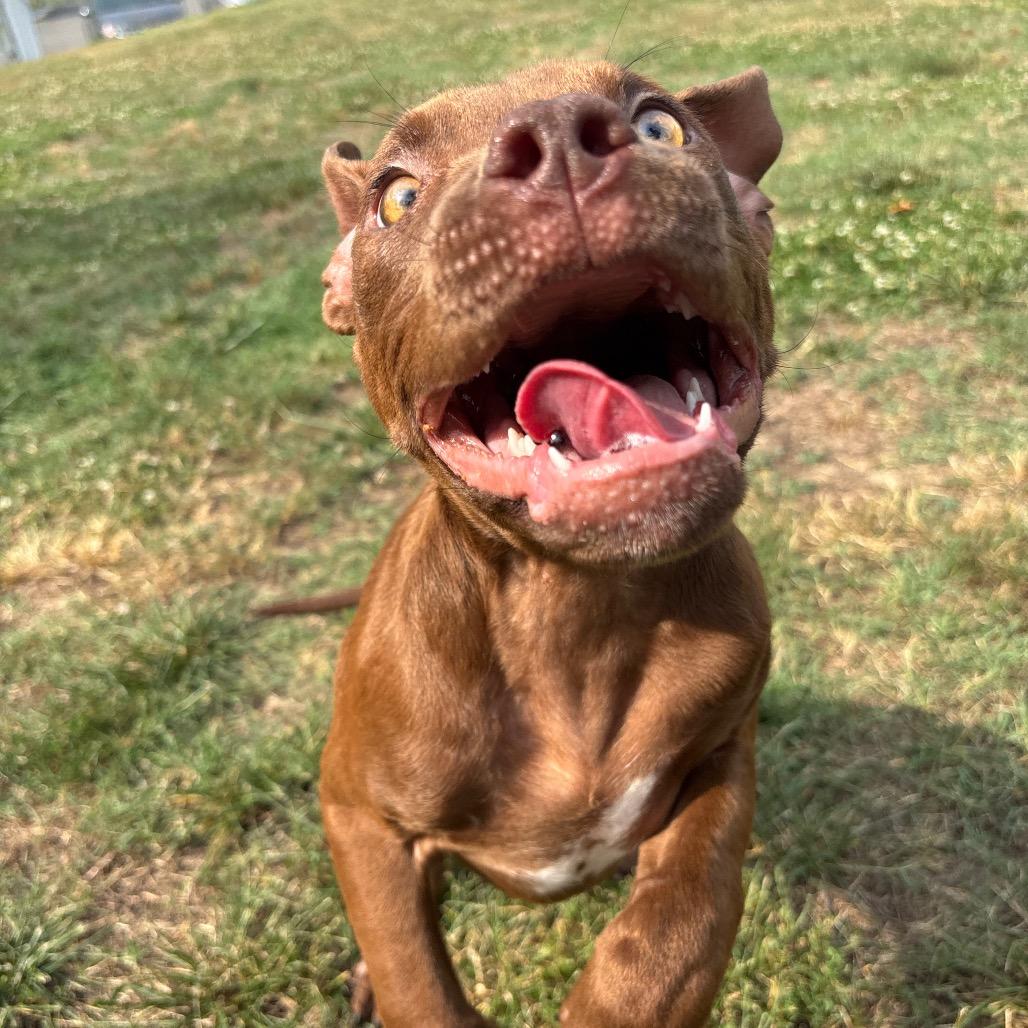 Rome, a Adoptable Pit Bull Terrier in Roxboro, NC image 5/6