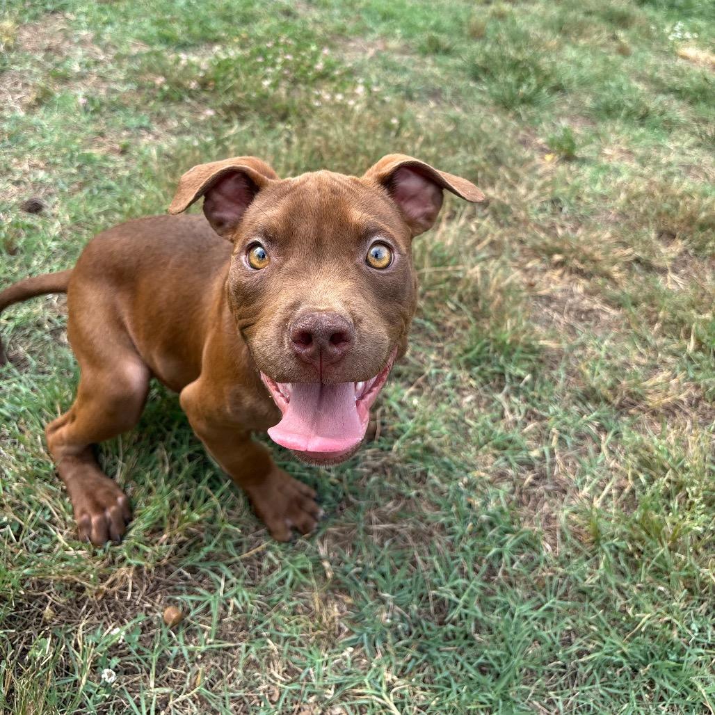 Rome, a Adoptable Pit Bull Terrier in Roxboro, NC image 6/6