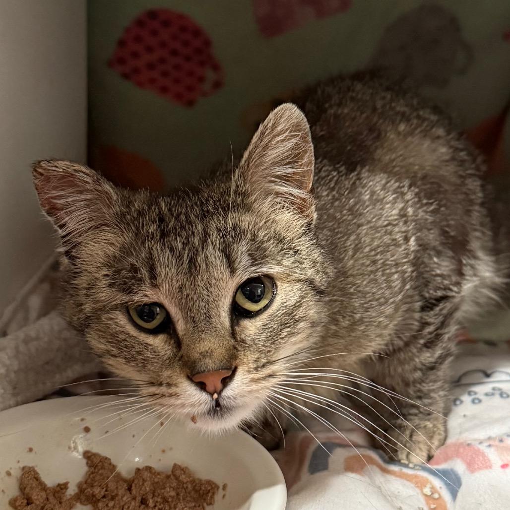 Enlarge Amelia, a Adoptable Domestic Short Hair in Cedaredge, CO image 2/3