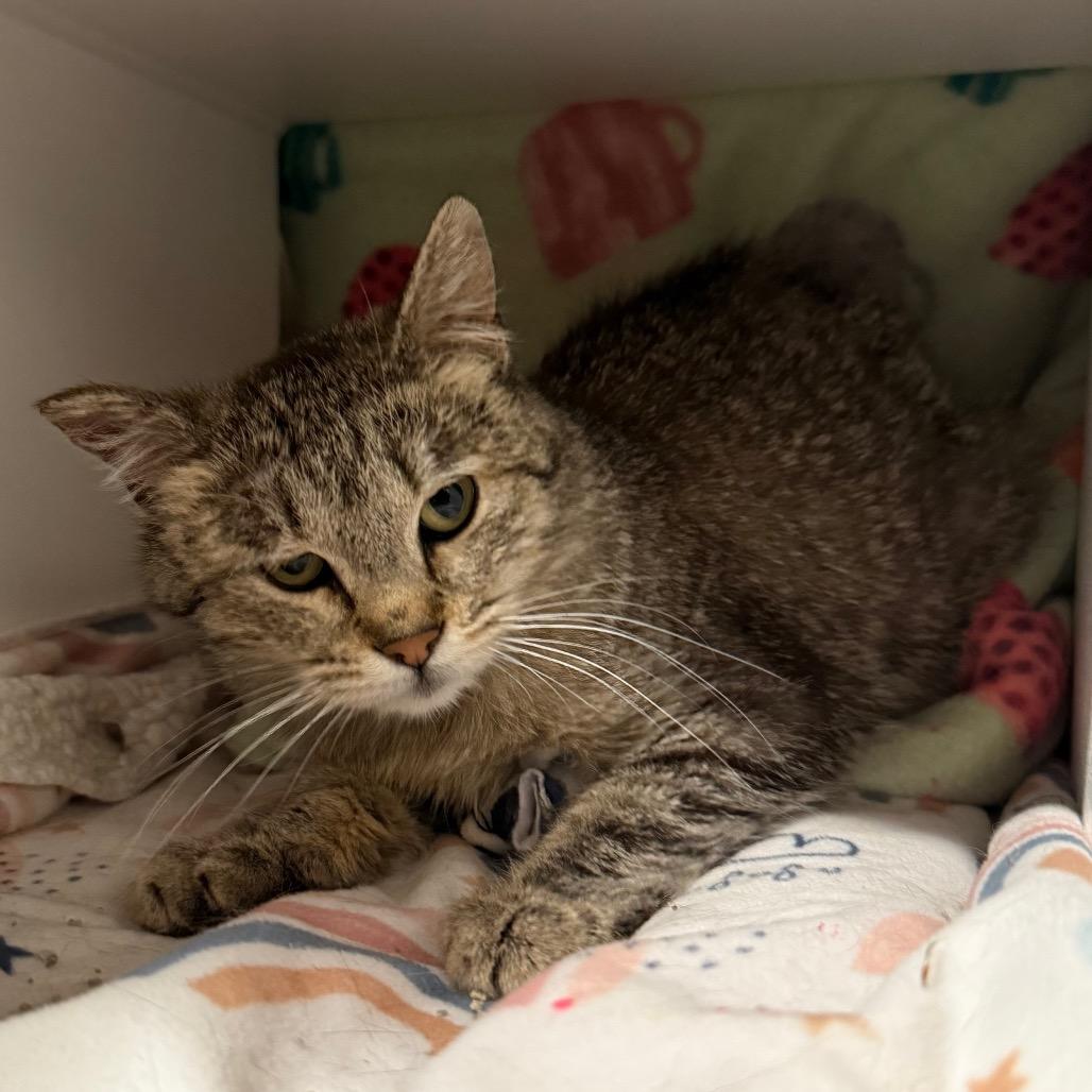 Enlarge Amelia, a Adoptable Domestic Short Hair in Cedaredge, CO image 3/3