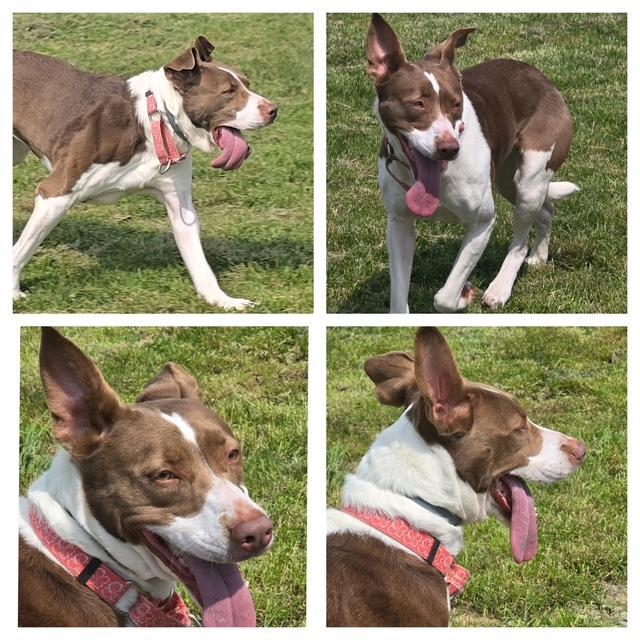 Linda *In Prison Program*, Adoptable, Adult Female Pit Bull Terrier & Collie.