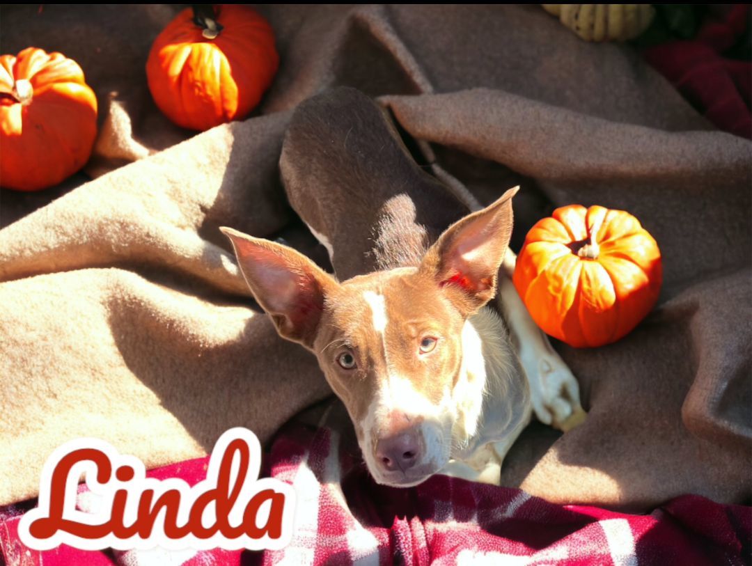 Linda *In Prison Program*, a Adoptable mixed breed in Honesdale, PA image 5/6