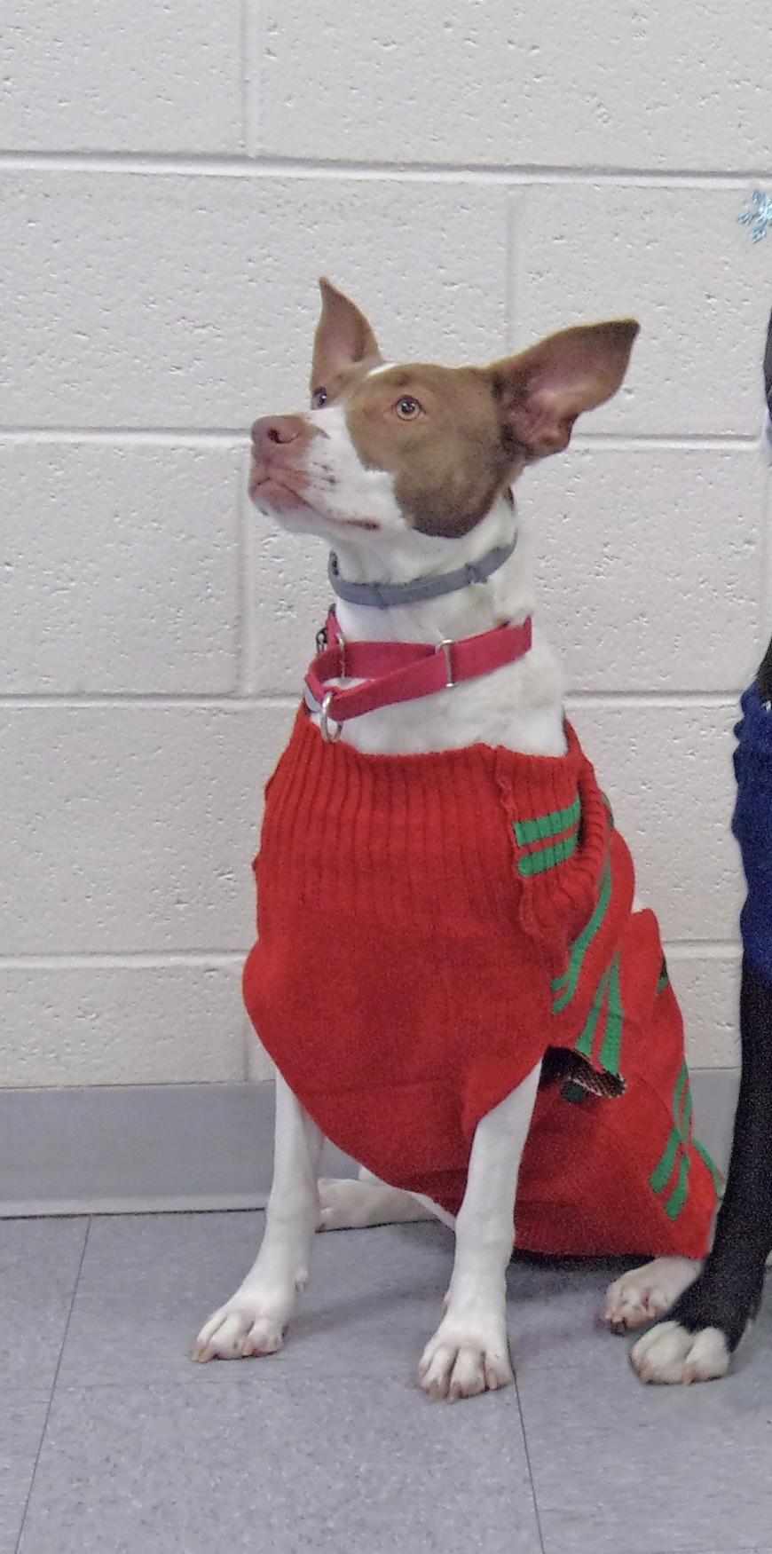 Linda *In Prison Program*, a Adoptable mixed breed in Honesdale, PA image 6/6