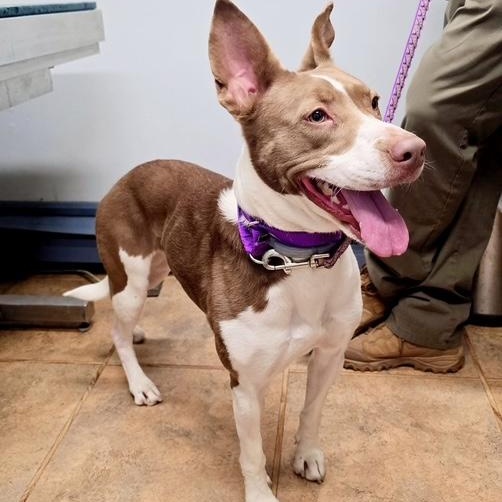 Enlarge Linda *In Prison Program*, a Adoptable mixed breed in Honesdale, PA image 1/6