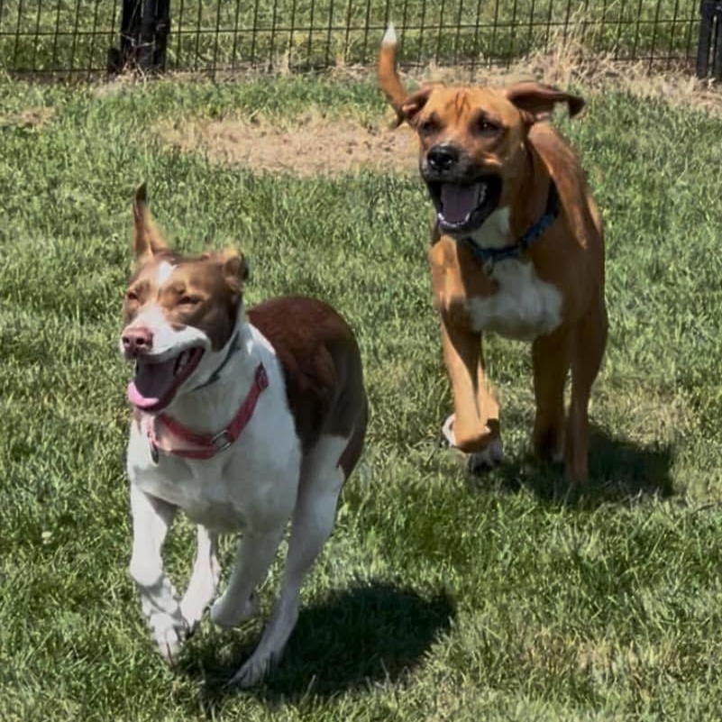 Linda *In Prison Program*, a Adoptable mixed breed in Honesdale, PA image 2/6