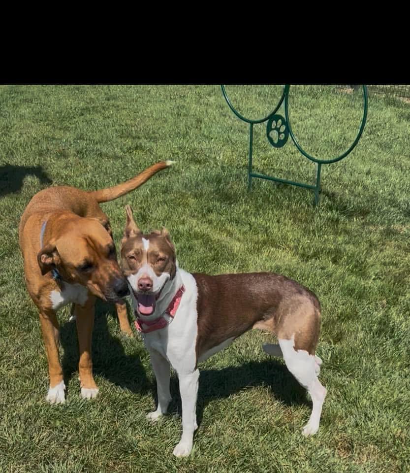 Linda *In Prison Program*, a Adoptable mixed breed in Honesdale, PA image 3/6