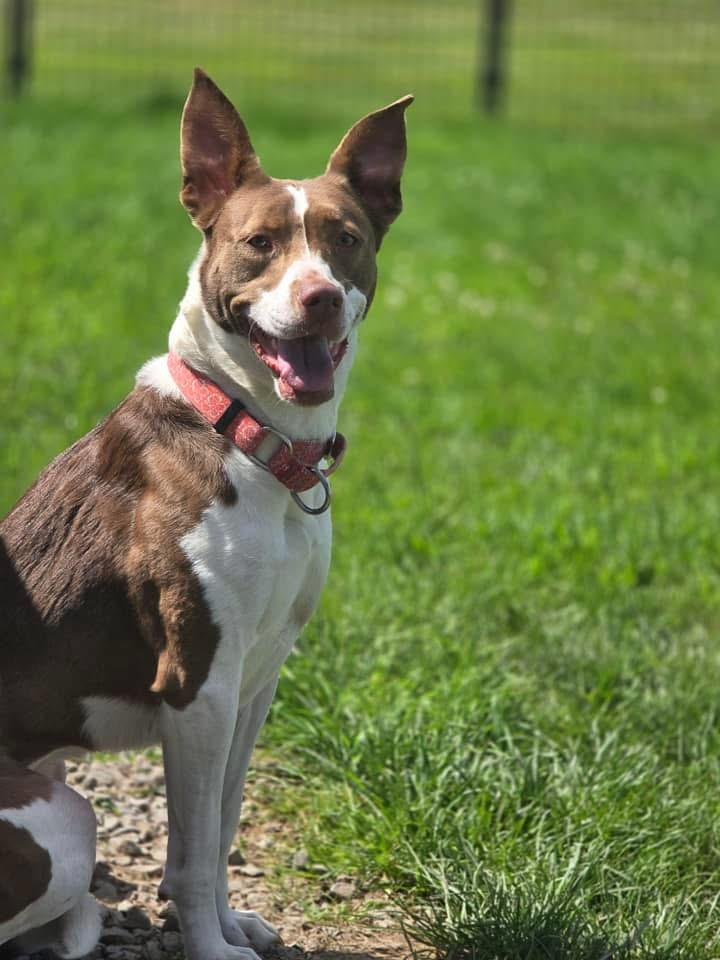 Linda *In Prison Program*, an adoptable Pit Bull Terrier, Collie in Honesdale, PA, 18431 | Photo Image 1