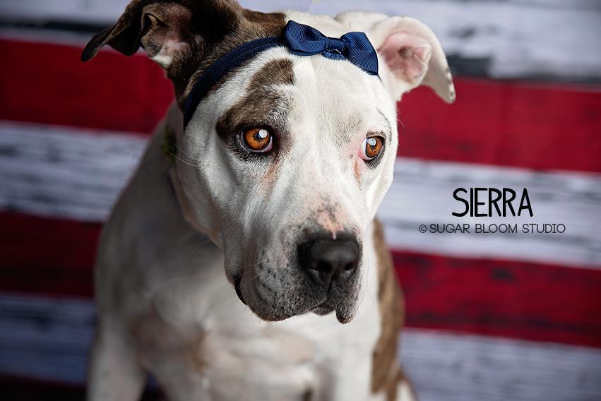 Sierra, Adoptable, Adult Female Labrador Retriever & Pointer.
