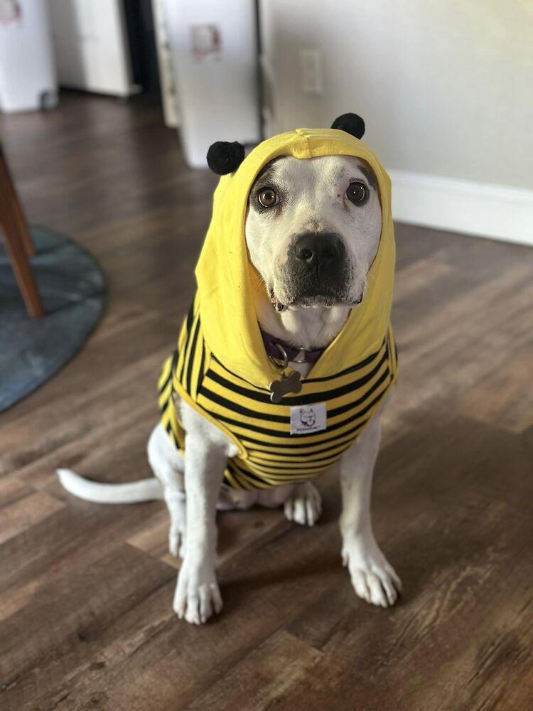 Enlarge Sierra, a Adoptable mixed breed in Littleton, CO image 3/6