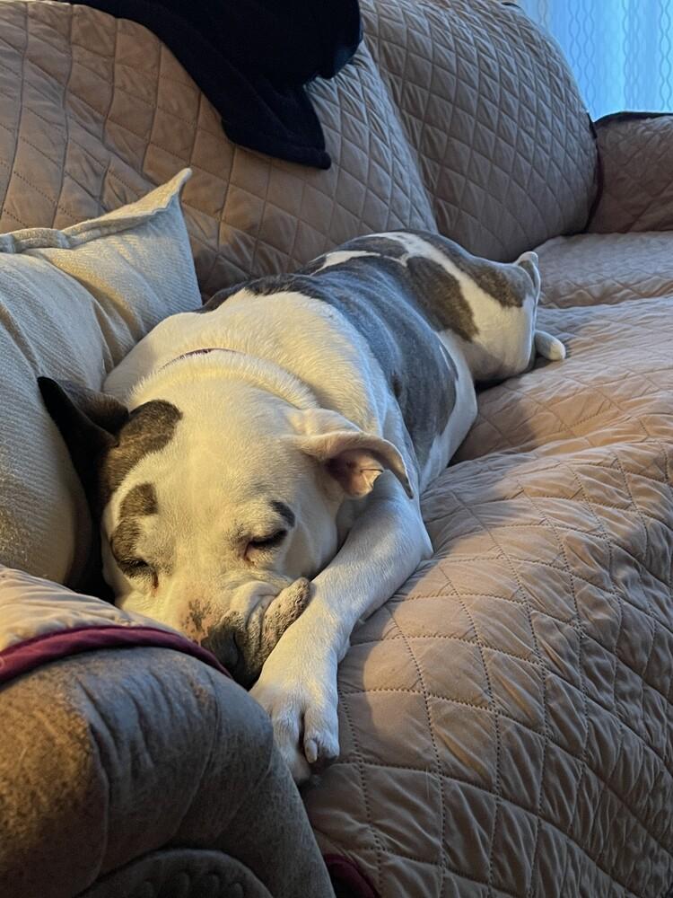 Enlarge Sierra, a Adoptable mixed breed in Littleton, CO image 5/6