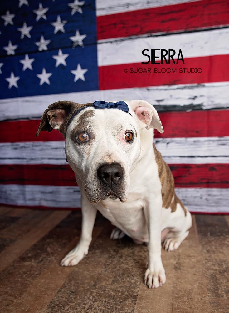 Enlarge Sierra, a Adoptable mixed breed in Littleton, CO image 6/6