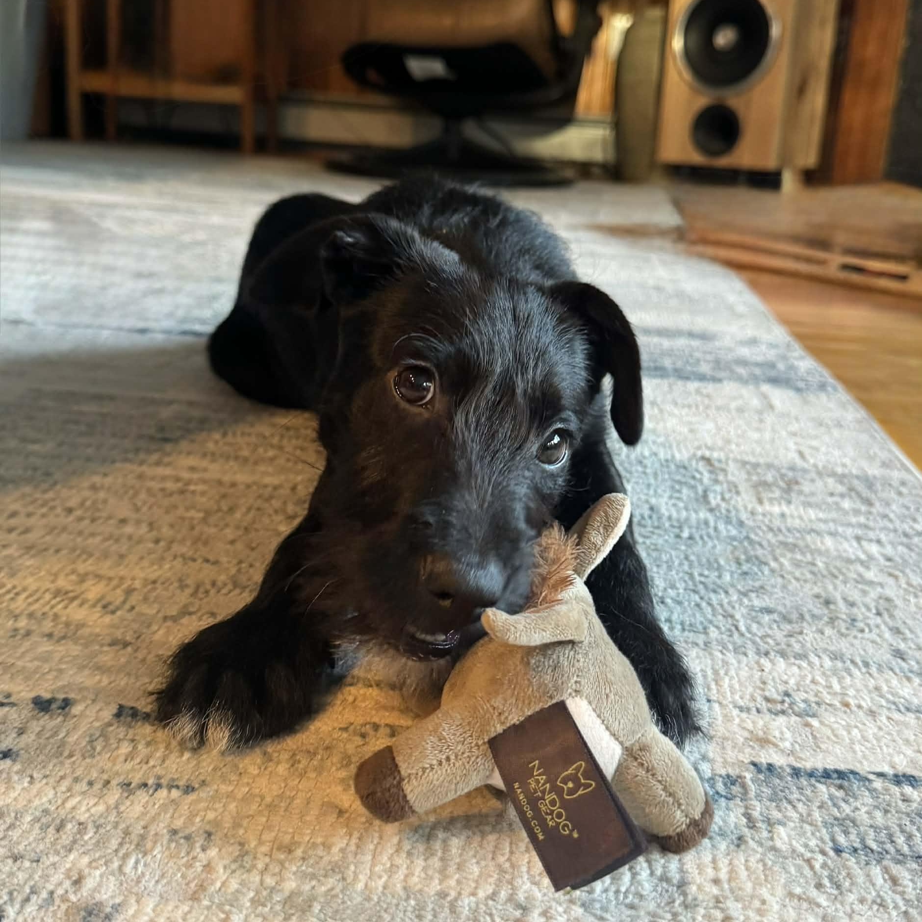 Enlarge Luke, a ADOPTABLE Mixed Breed in Woolwich, ME image 5/6