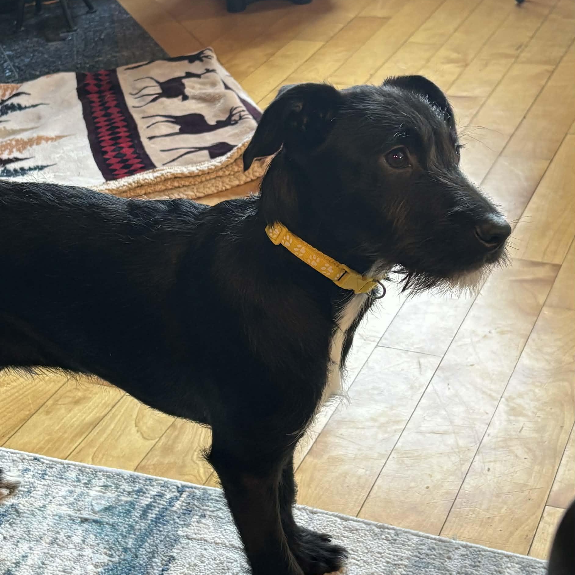 Enlarge Luke, a ADOPTABLE Mixed Breed in Woolwich, ME image 4/6