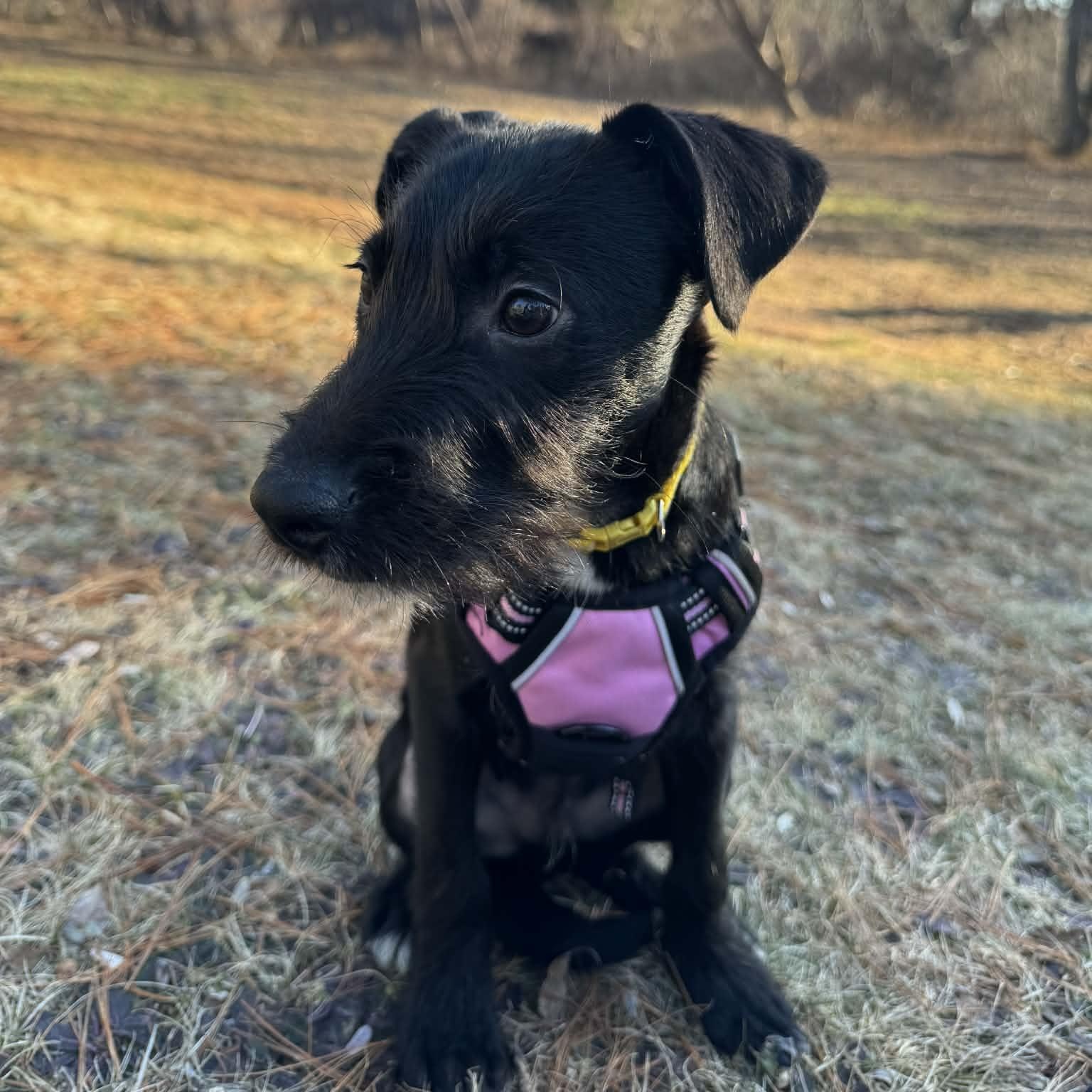 Enlarge Luke, a ADOPTABLE Mixed Breed in Woolwich, ME image 3/6