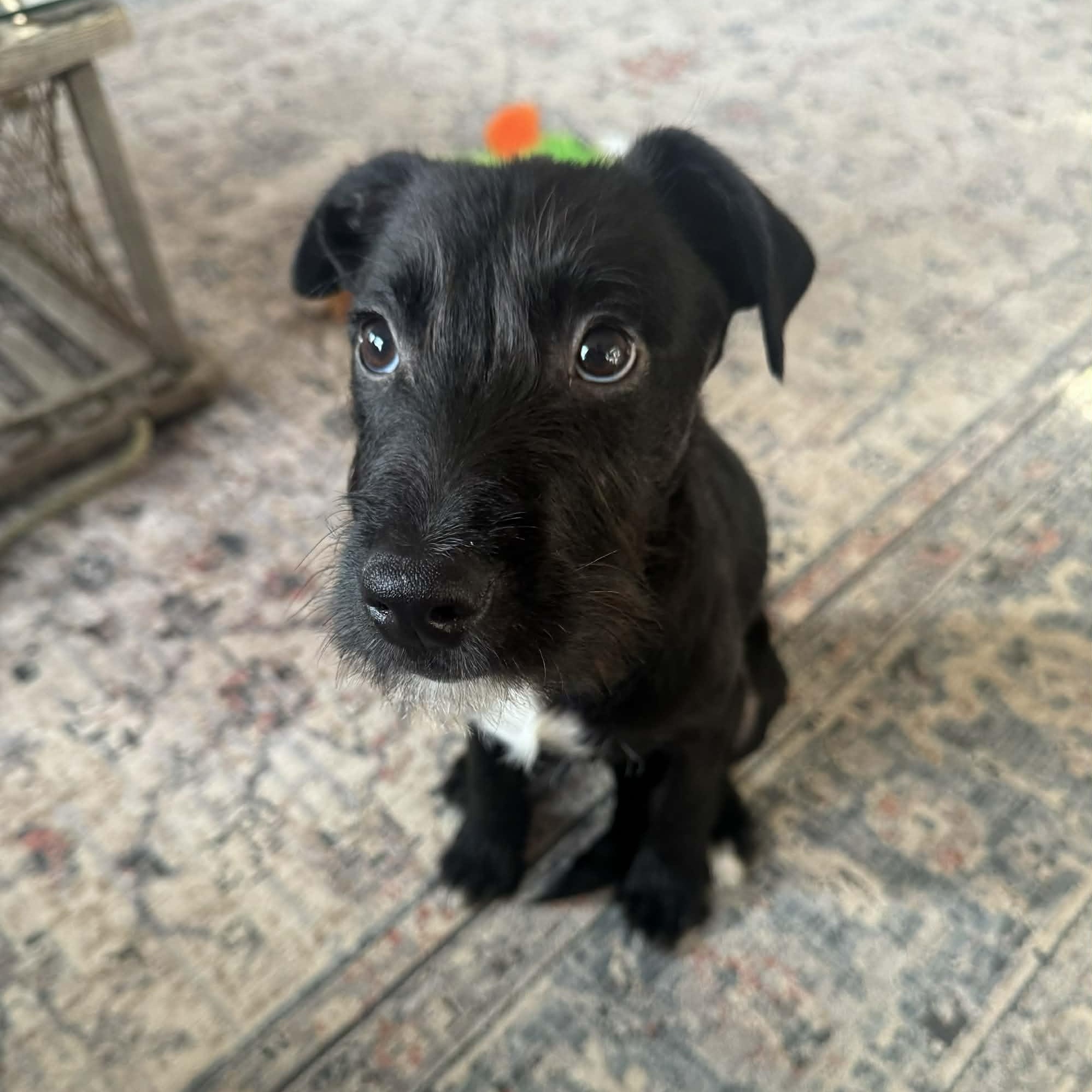 Enlarge Luke, a ADOPTABLE Mixed Breed in Woolwich, ME image 2/6