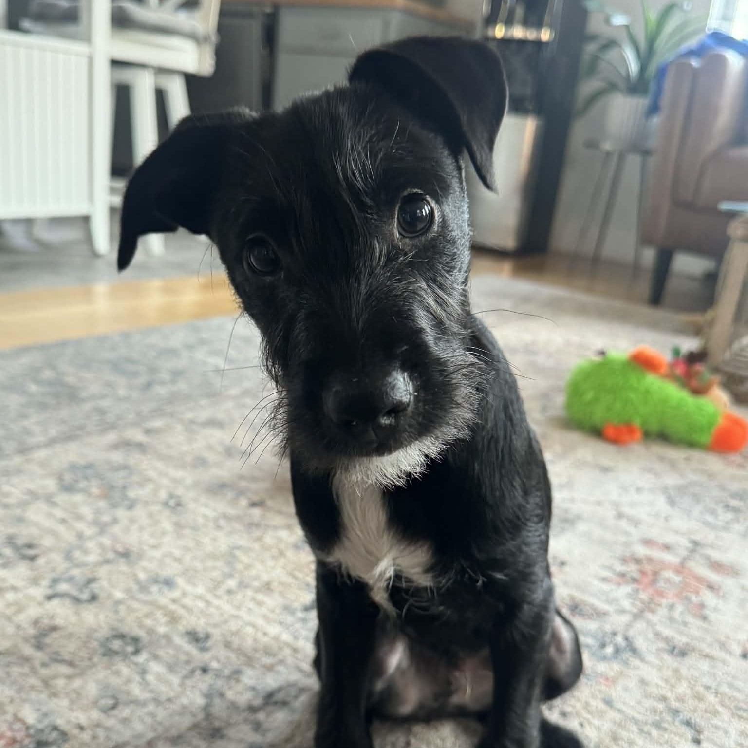 Luke, ADOPTABLE, Young Male Mixed Breed.