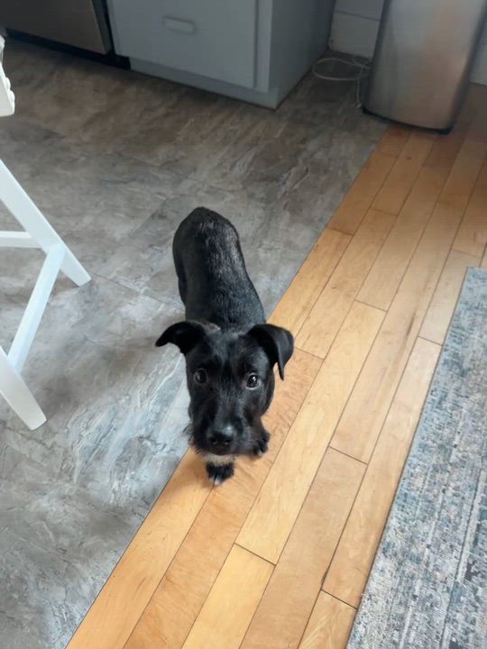 Enlarge Luke, a ADOPTABLE Mixed Breed in Woolwich, ME video 6/6