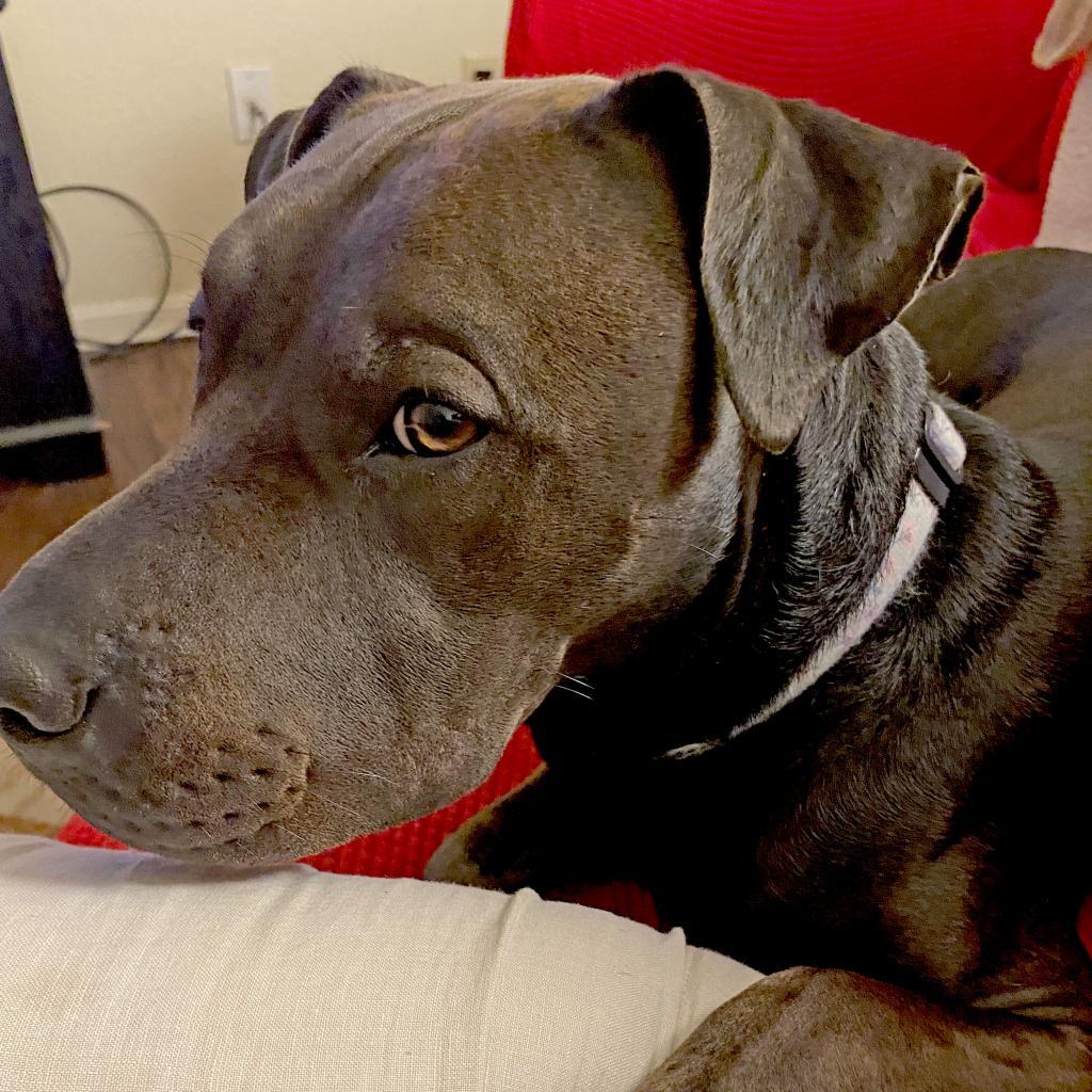 Enlarge San Jose, a Adoptable mixed breed in Austin, TX image 1/6