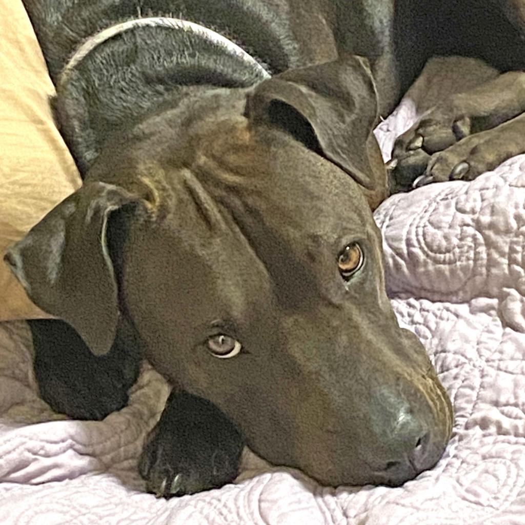 Enlarge San Jose, a Adoptable mixed breed in Austin, TX image 2/6