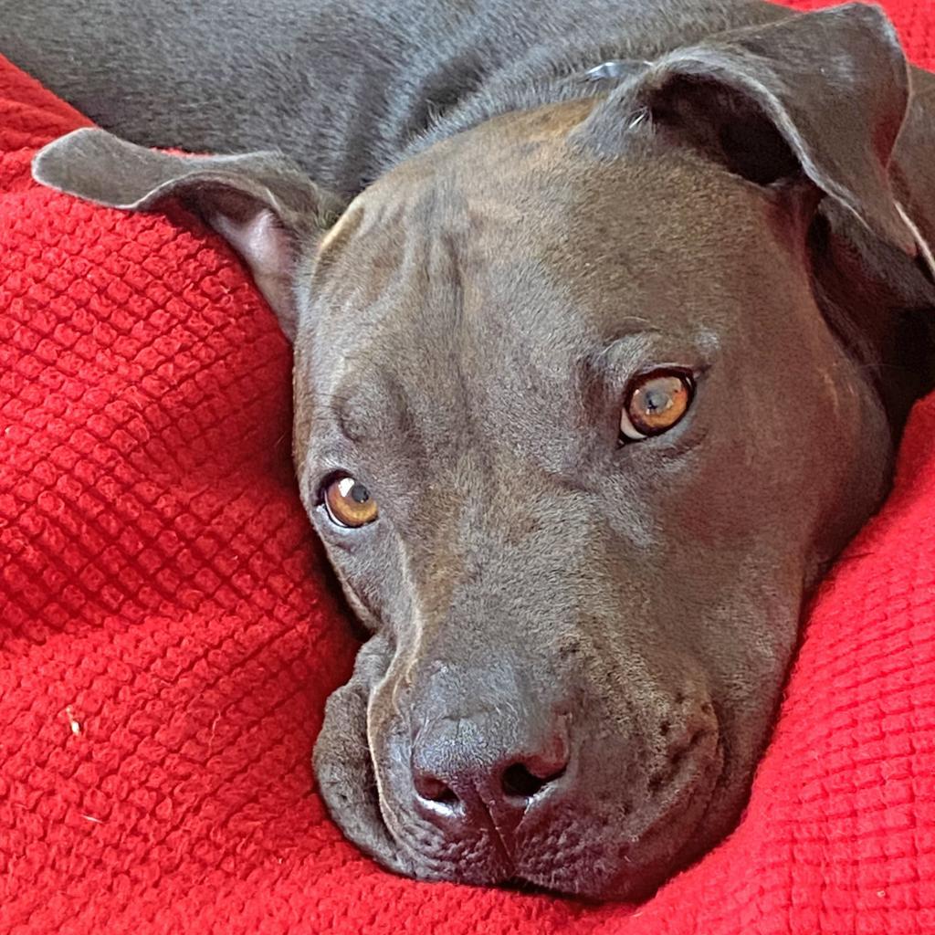 Enlarge San Jose, a Adoptable mixed breed in Austin, TX image 3/6