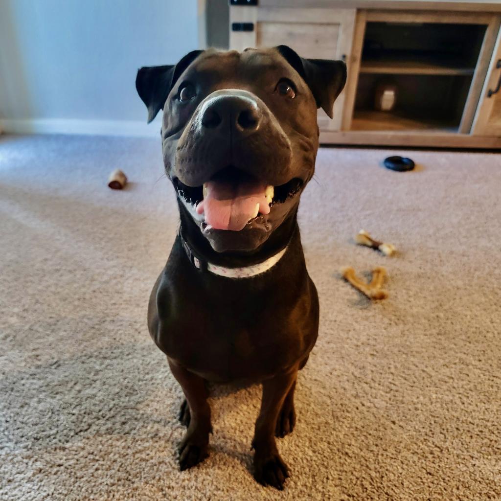 Enlarge San Jose, a Adoptable mixed breed in Austin, TX image 4/6