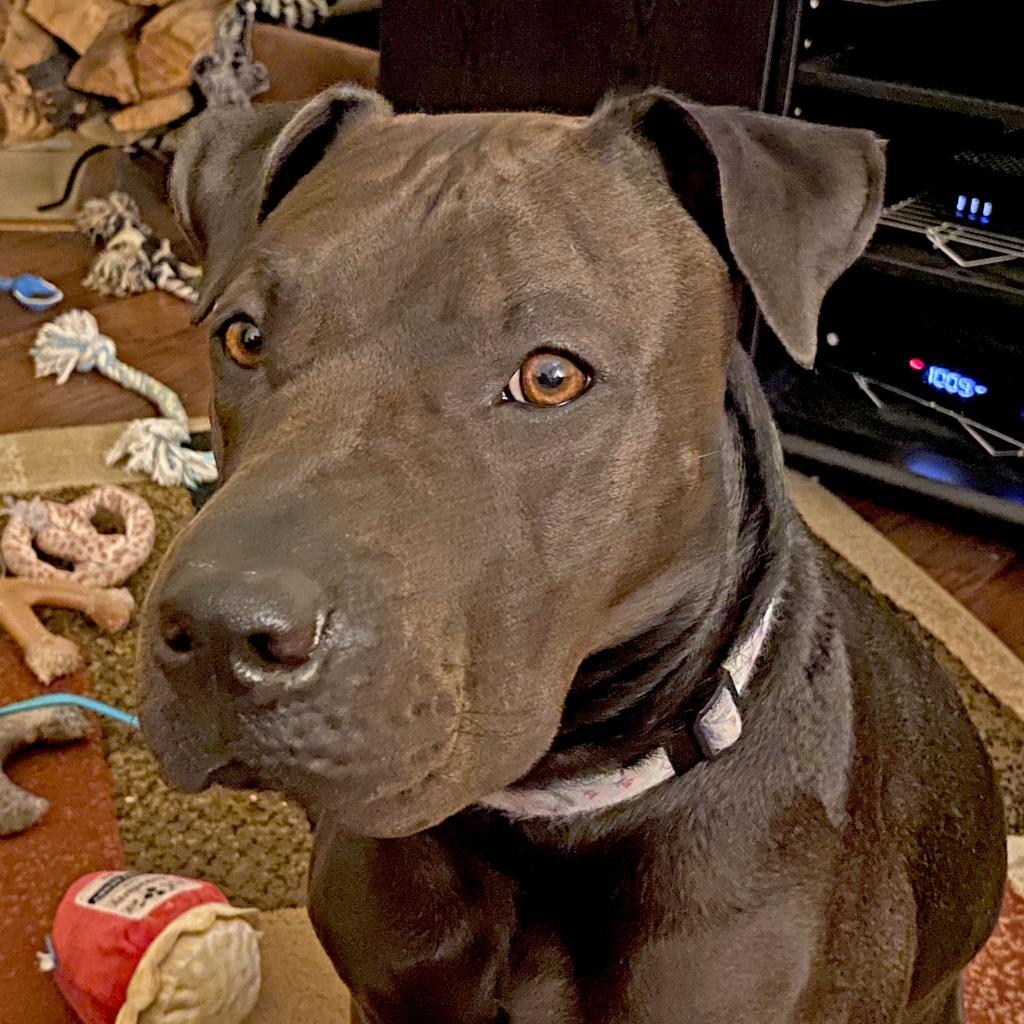 Enlarge San Jose, a Adoptable mixed breed in Austin, TX image 5/6