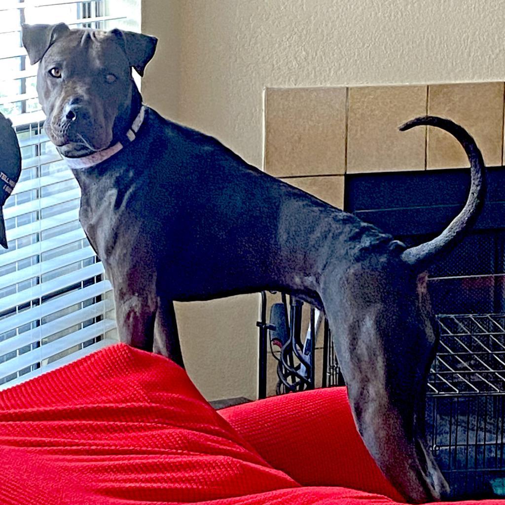 Enlarge San Jose, a Adoptable mixed breed in Austin, TX image 6/6