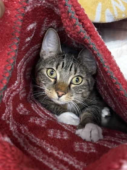 Krispy, Adoptable, Adult Male Domestic Short Hair & Domestic Short Hair.