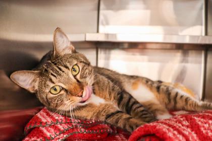 Krispy, a Adoptable mixed breed in Sanford, FL image 3/3