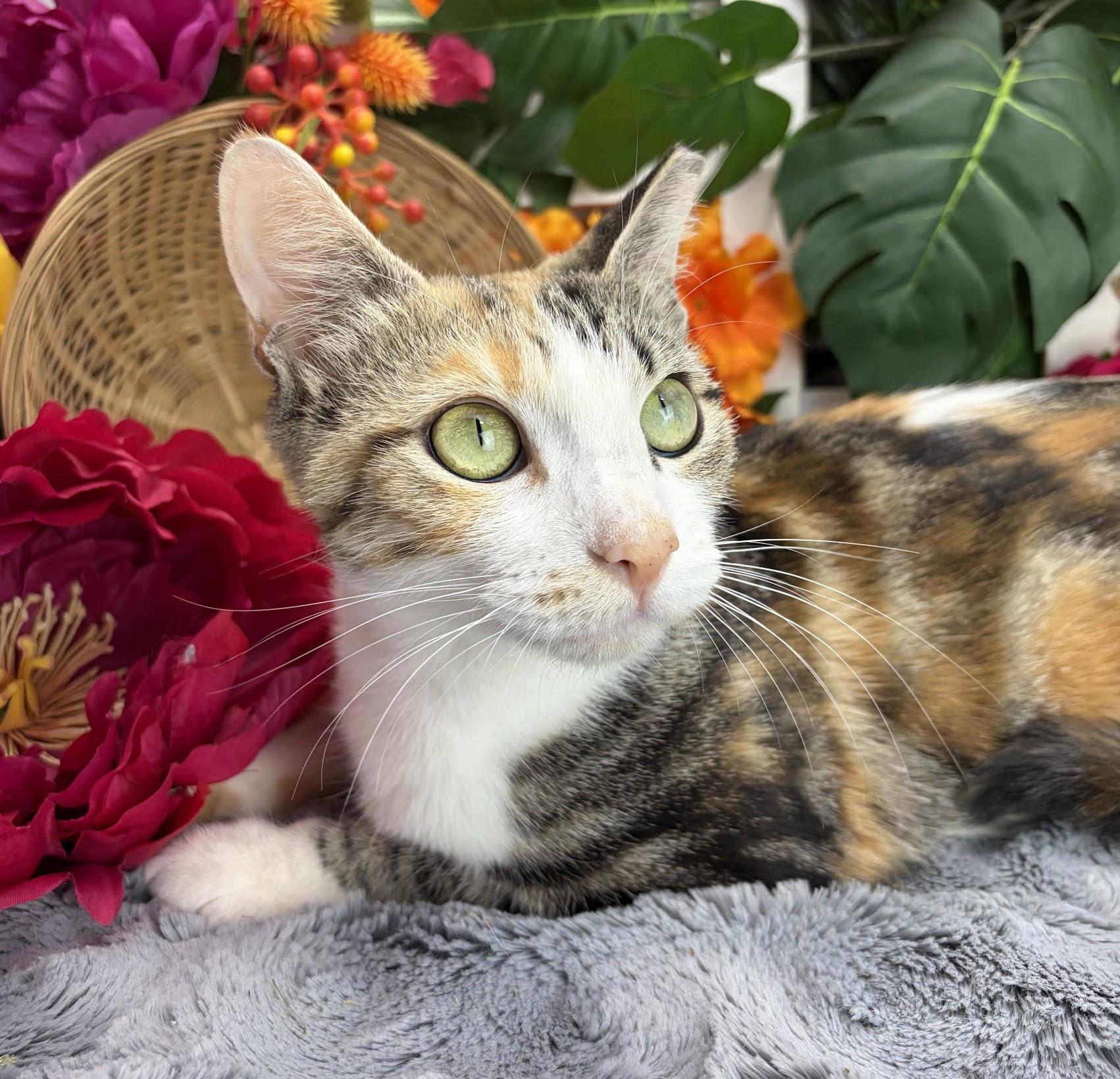 Enlarge Cleo (Adoption Pending), a Adoptable mixed breed in Ocean Springs, MS image 5/5