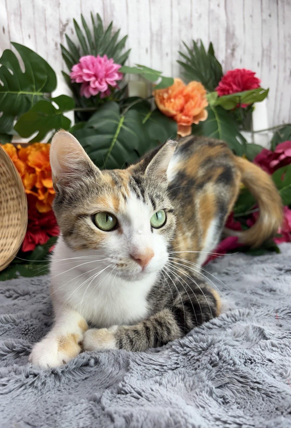 Enlarge Cleo (Adoption Pending), a Adoptable mixed breed in Ocean Springs, MS image 4/5