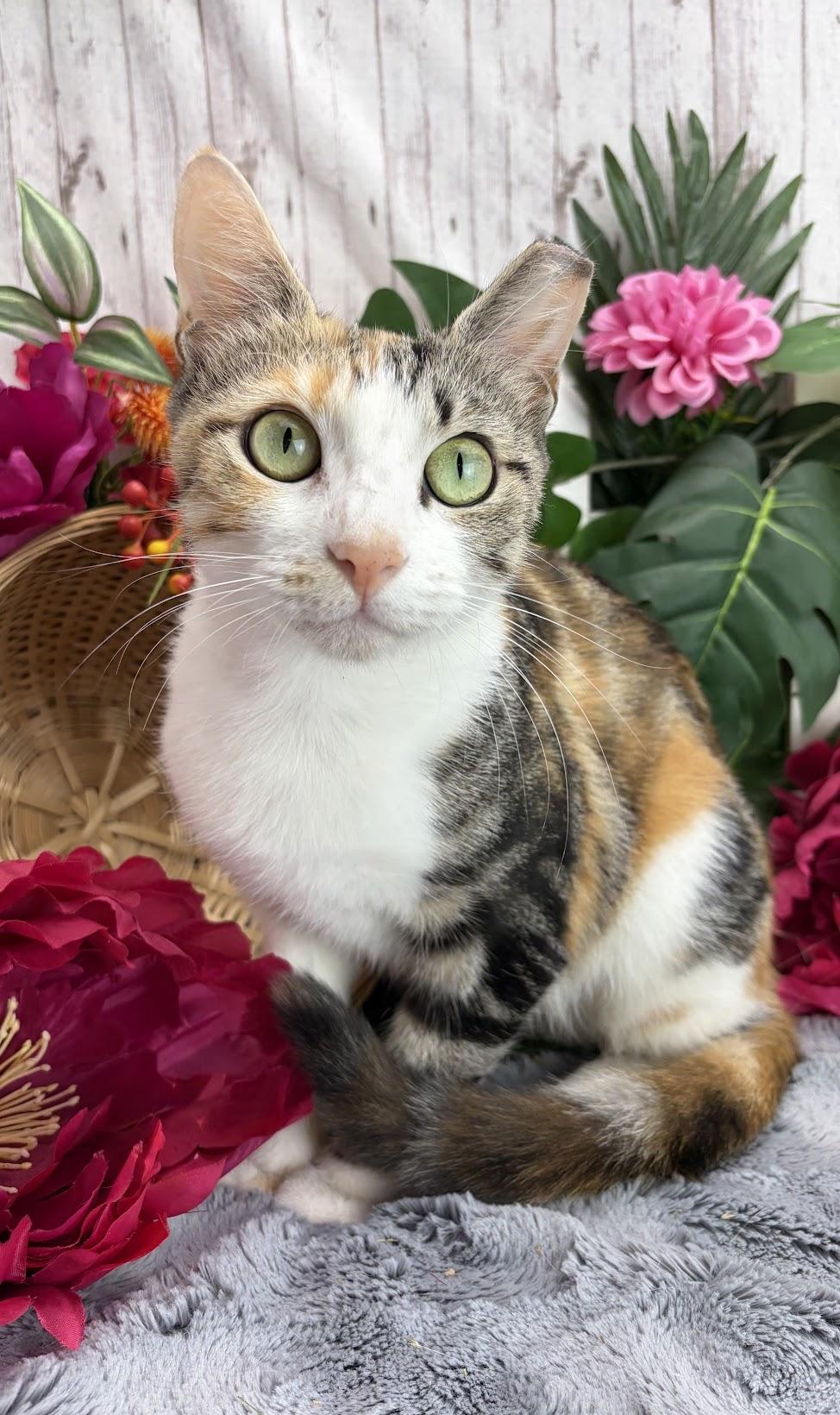 Enlarge Cleo (Adoption Pending), a Adoptable mixed breed in Ocean Springs, MS image 2/5