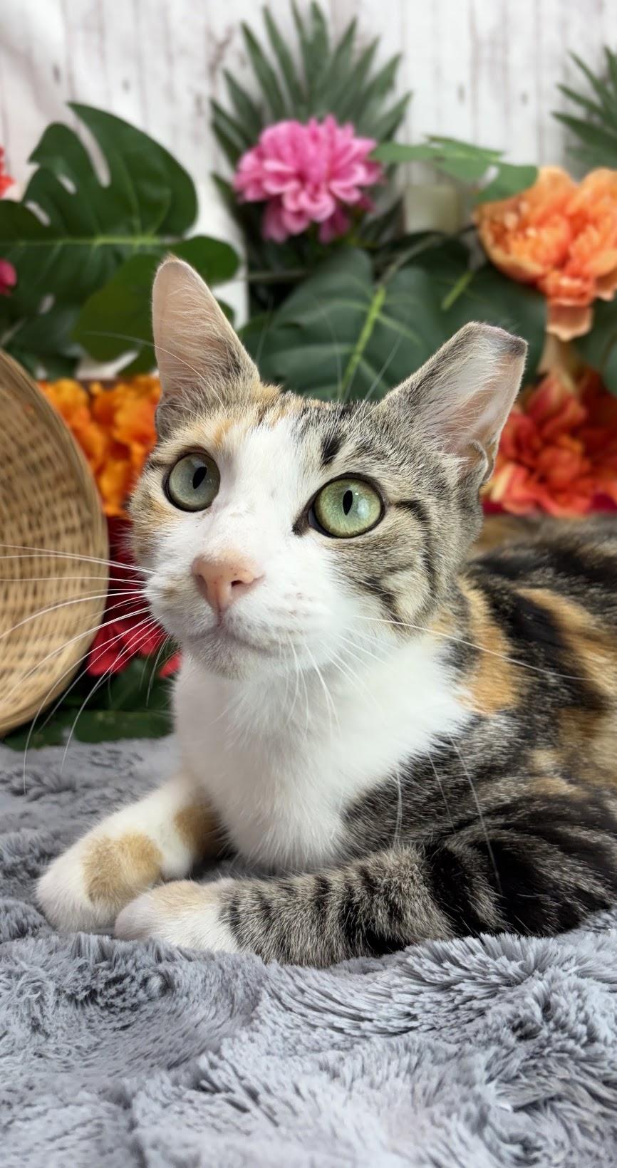Enlarge Cleo (Adoption Pending), a Adoptable mixed breed in Ocean Springs, MS image 3/5