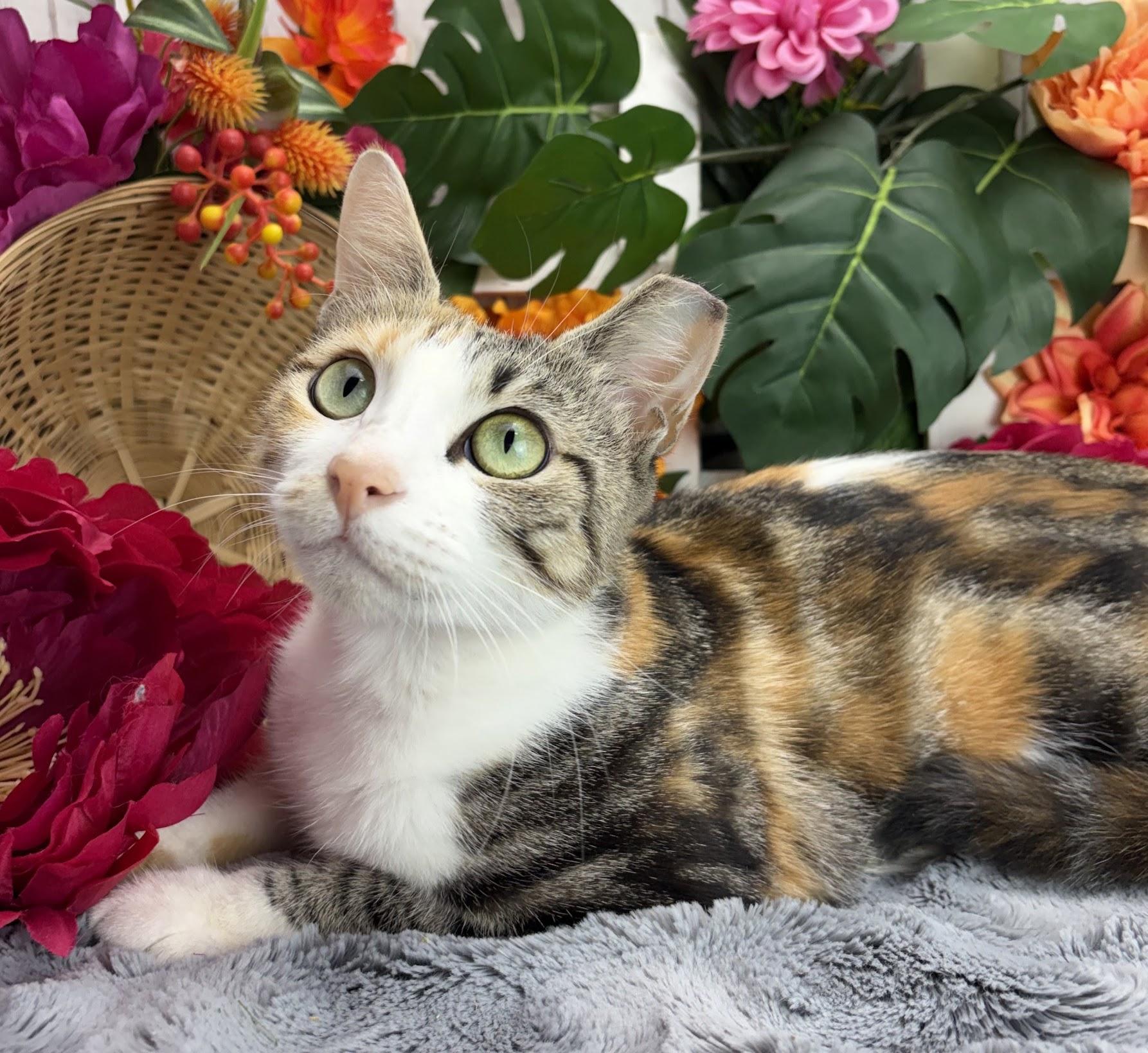 Cleo (Adoption Pending), Adoptable, Young Female Domestic Short Hair & Calico.