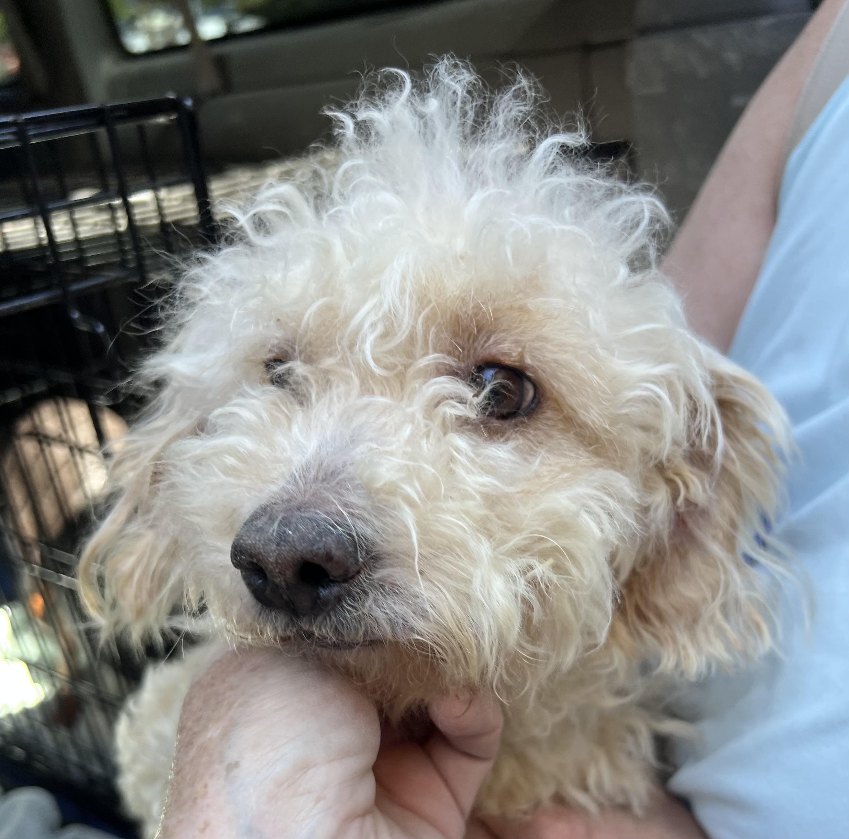 Enlarge Millie, a ADOPTABLE mixed breed in Las Vegas, NV image 3/3