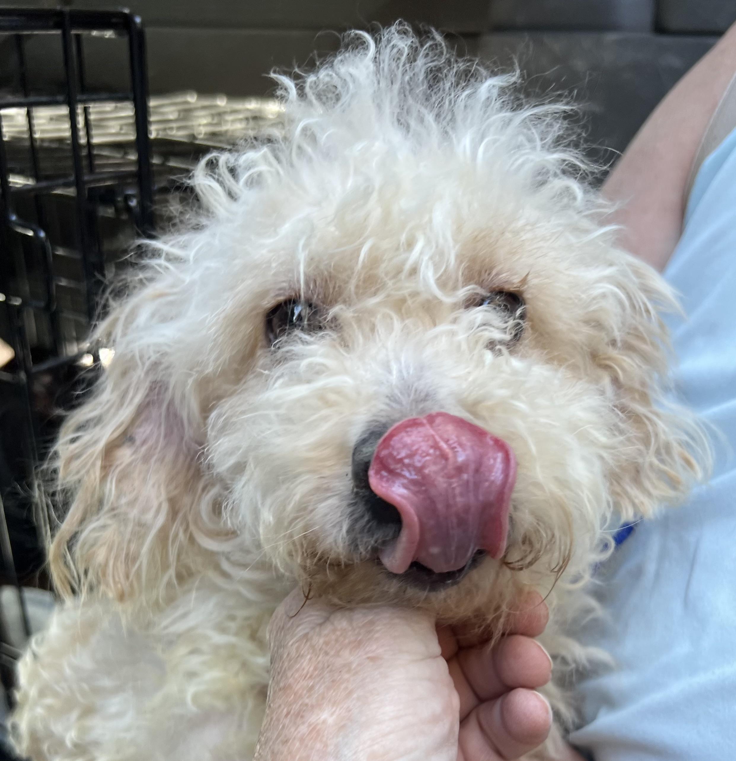 Millie, ADOPTABLE, Adult Female Poodle.