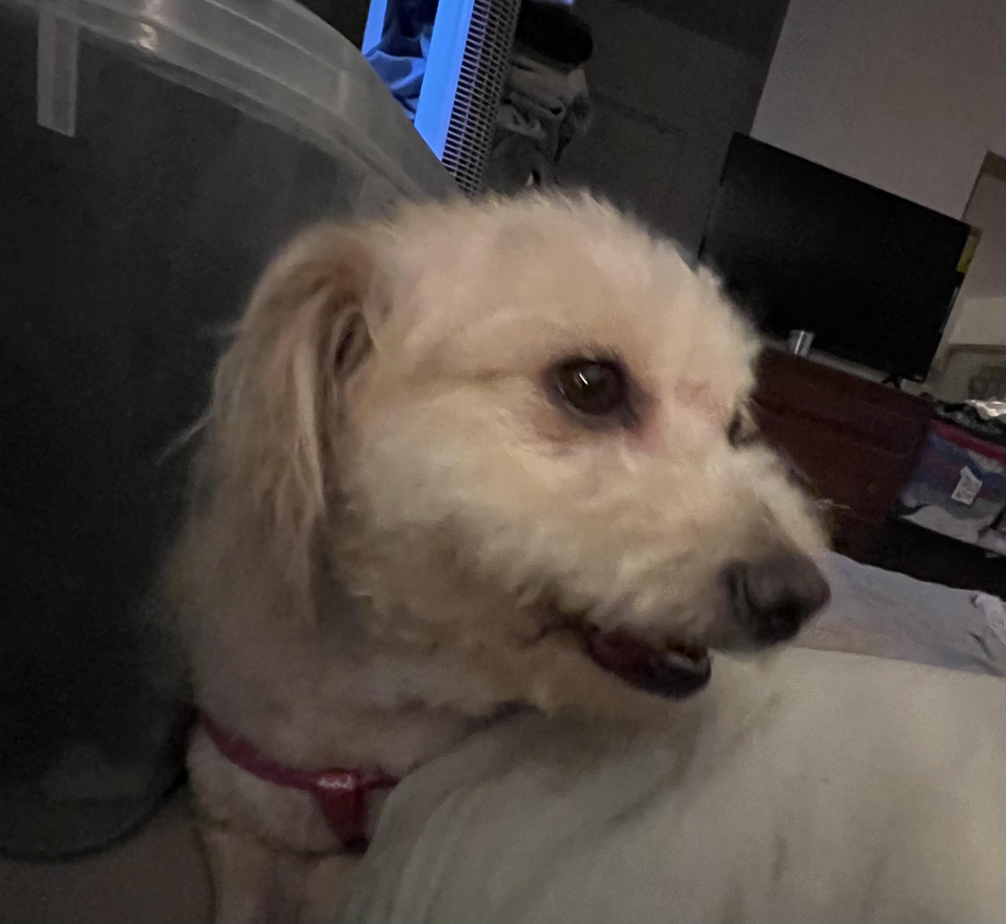Enlarge Millie, an adoptable mixed breed in Las Vegas, NV image 1/1