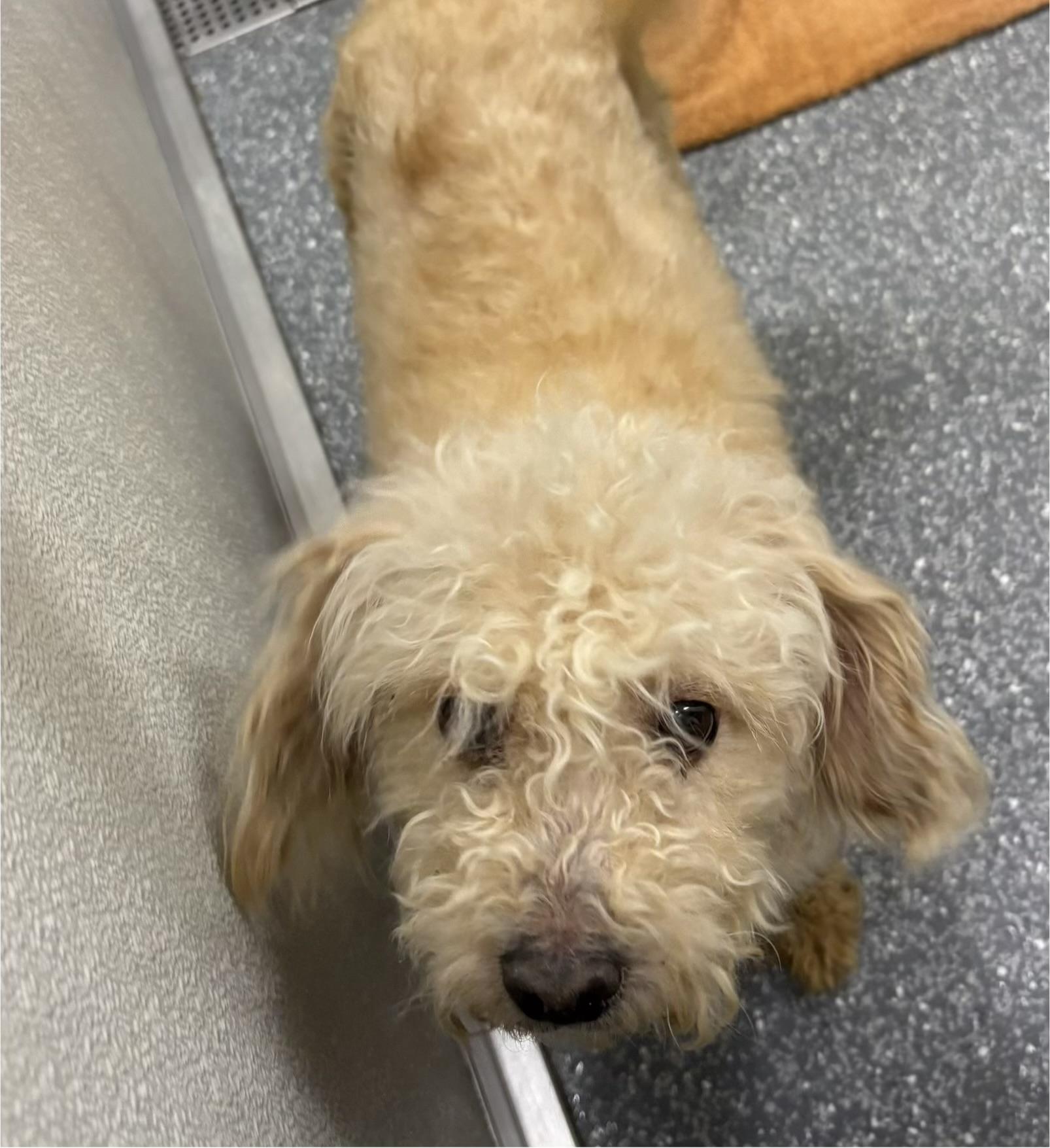 Enlarge Millie, a ADOPTABLE mixed breed in Las Vegas, NV image 2/3