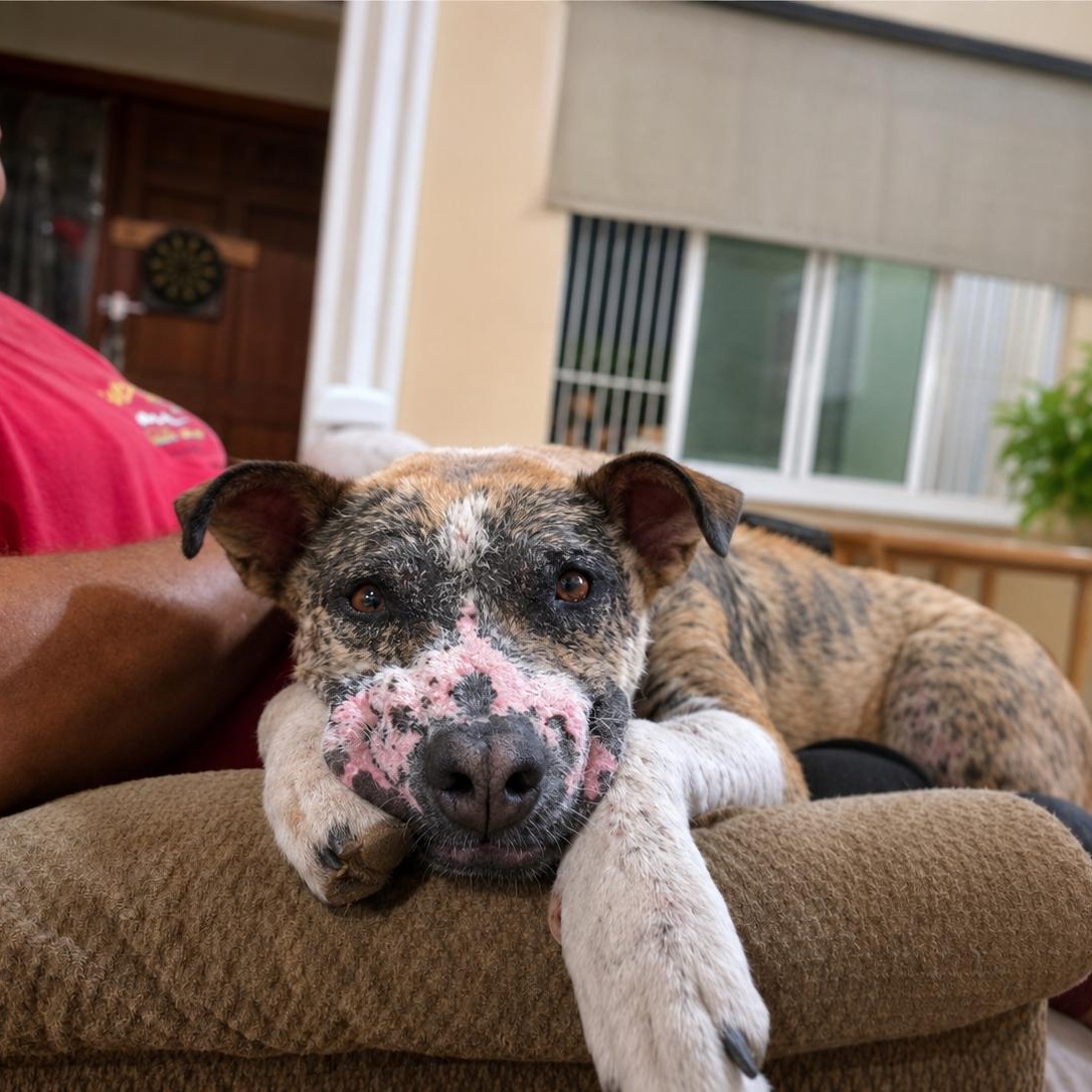 Enlarge Grayson, a ADOPTABLE mixed breed in Encinitas, CA image 3/6