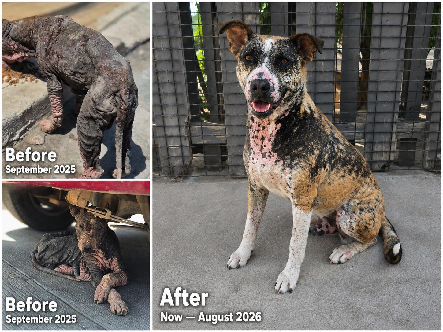 Enlarge Grayson, a ADOPTABLE mixed breed in Encinitas, CA image 5/6